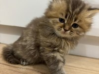 Scottish longhair yavrularımız ailelerini bekliyor