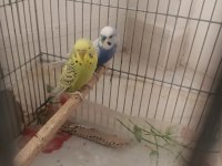 Genç çift muhabbet kuşu