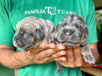 Cane Corso yavrumuz