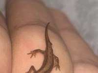 Pürtüklü Semender Yavru (Triturus Karelinii)