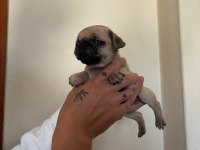 Pink Taşıyıcı pug köpekler