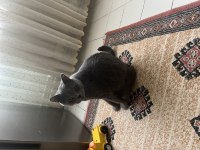 British shorthair erkek eğitimli oyuncu
