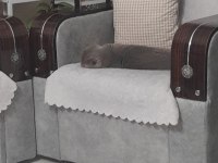 Aşıları tam british shorthair