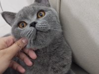 British shorthair acil yeni yuvasını arıyor