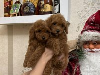 Teacup boy red brown Poodle bebekleri