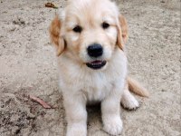 Baby face suratlı golden retriever yavrularımız
