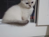 BRİTİSH BLUE POİNT DİŞİ VE ERKEK YENI YUVALARINI ARIYOR