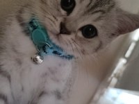 2 Yavru Kedim Var Sahiplendirmek İstiyorum Ücretsiz