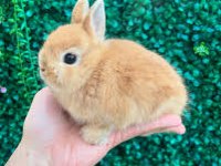 Netherland Dwarf Tavşan