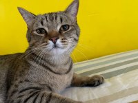 BABA BRİTİSH ANNE SCOTTİSH ÜCRETSİZ KISIR ERKEK
