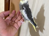 39 GÜNLÜK KUSURSUZ PİED BEBEK SULTAN PAPAĞANI