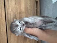 British shorthair yavrular