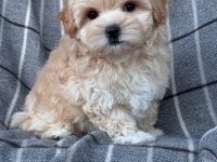 Maltipoo cinsi yavrular dişi ve erkek mevcuttur