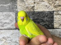 Yavru muhabbet kuşu alıştırma konuşturmak için acele edin