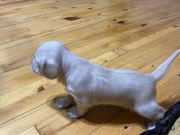 AMERİCAN COCKER VE CORGİ YAVRULARI