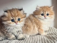 Orjinal Safkan Golden British Longhair 