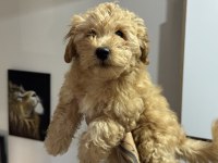 En güzel Wc eğitimli maltipoo yavrularımız
