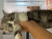 Erkek 2 aylık chinchilla
