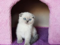 Ruhsatlı Resmi İşletmeden Taksit Avantajıyla Scottish Fold