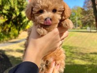 A kalite toy poodle yavrular