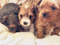 Petmode köpek çiftliğinden show kalite morkie yavrular