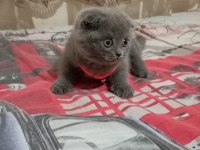 Scottish fold aşkı