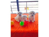A Kalite Maltese Bebeklerimiz