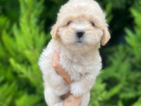 Maltipoo Yavrularımızı Canlı Görerek Alabilirsiniz