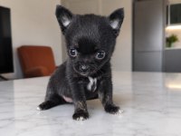 MİKRO TEACUP BOY İKİZ BEBEK KÖPEKLER