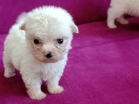 Teacup Maltese yavrumuz