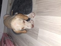 Acil Ücretsiz Sahiplendirme Köpeğimiz