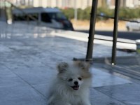 Köpek pomeranian boo