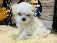 Korean maltese bebekler 2 kg
