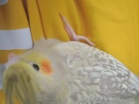 Ele alıştırmalik süper sultan papağanı yavrularım
