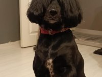 Cocker spaniel dişi 5 yaşında