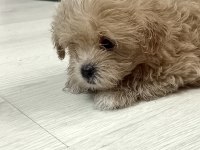 Dişi sıfır burun maltipoo