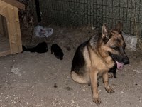 Safkan alman kurdu yavrularım