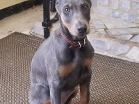 Blue dişi doberman estetikli yavrular