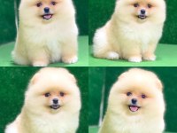 Pomeranian Boo Dişi Erkek Yavrular