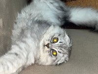 Erkek scottish fold silver tabby