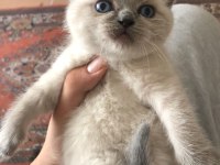 45 GÜNLÜK KEDİLERİMİZİ SAHİPLENDİRME