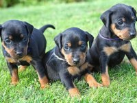 Afacan Doberman bebekler kapıda ödeme mevcuttur