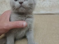 50 Günlük British Shorthair Yavrular