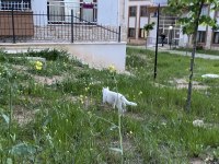Kedimiz Mincira acil ömürlük yuva arıyoruz