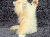 Güzel british longhair kızım yeni evini arıyor