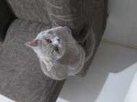 Sahiplendirme british shorthair