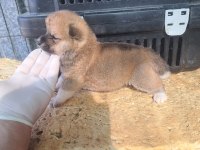 Akita inu yavru 3 aylık yavru köpekler