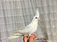 Jumbo Gold Texas Muhabbet Kuşu Takım