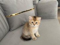 2 Aylık British Shorthair Yavrularımız