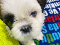 Yavru orjinal shih tzu